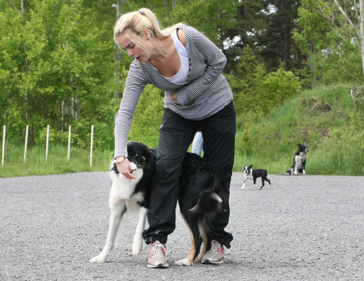 Kvinna som tränar hund med hundgodis. fot Susann Engqvist