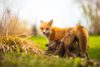Valpar till rävar som överlevt rävskabb verkar få bättre motståndskraft mot sjukdomen.